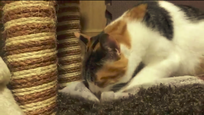 毛布をモミモミしている猫が可愛すぎる【動画】