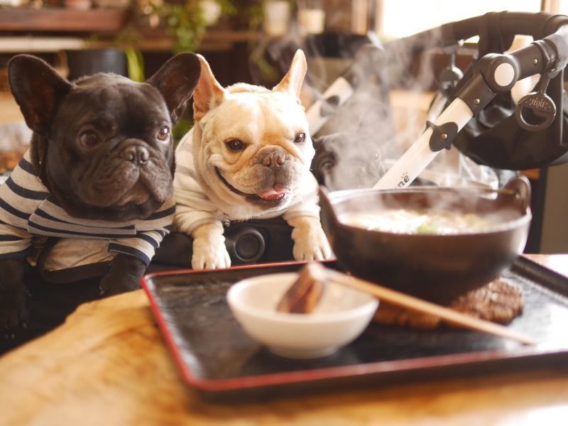 キャリーインで犬も一緒に食事ができる「水分茶屋」