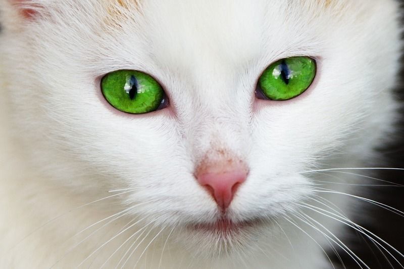 猫　緑目