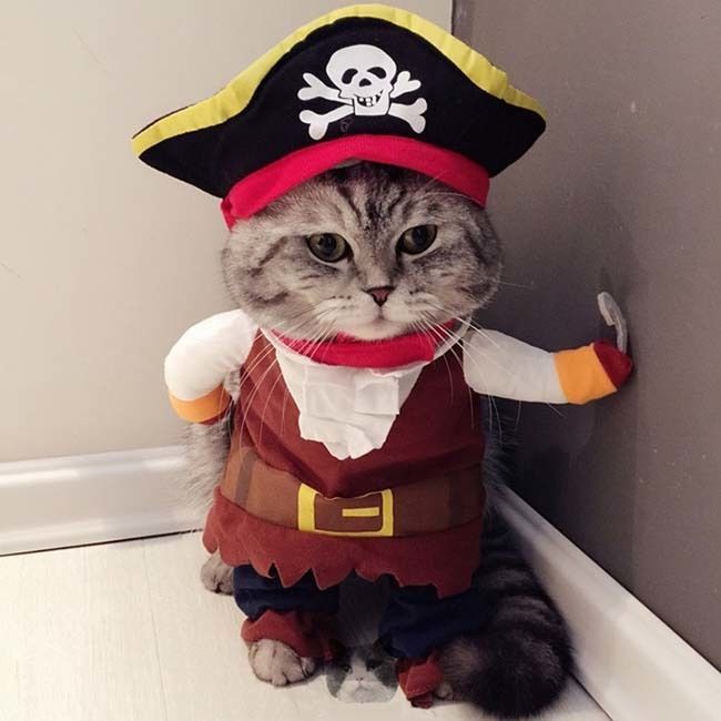 ねこちゃんの海賊のコスプレ衣装