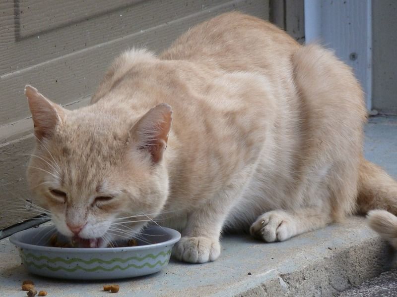 猫　ご飯　食べる